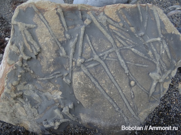 мел, мезозой, ихнофоссилии