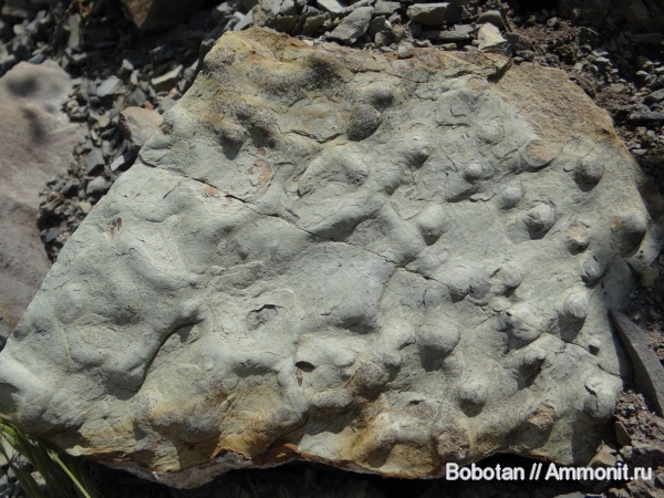 мел, мезозой, ихнофоссилии