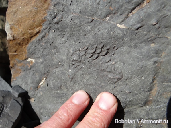 палеоцен, ихнофоссилии, Tuapseichnium ramosum, Tuapseichnium