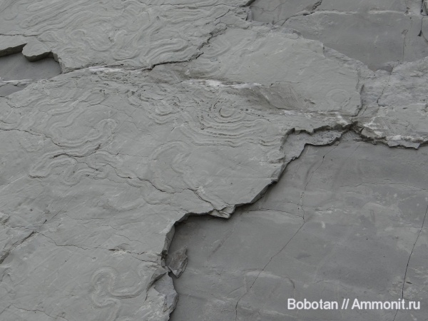 мел, мезозой, ихнофоссилии, Scolicia type Subphyllochorda