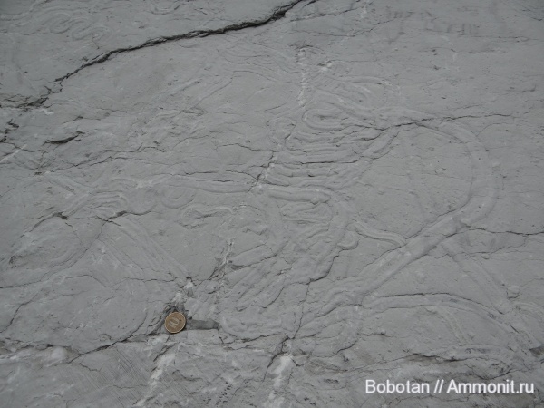 мел, мезозой, ихнофоссилии, Scolicia type Subphyllochorda