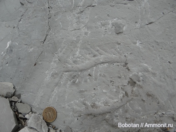 мел, мезозой, ихнофоссилии