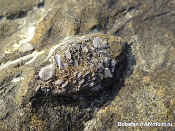 мел, мезозой, ихнофоссилии, Inoceramus