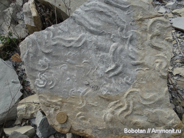 мел, мезозой, ихнофоссилии