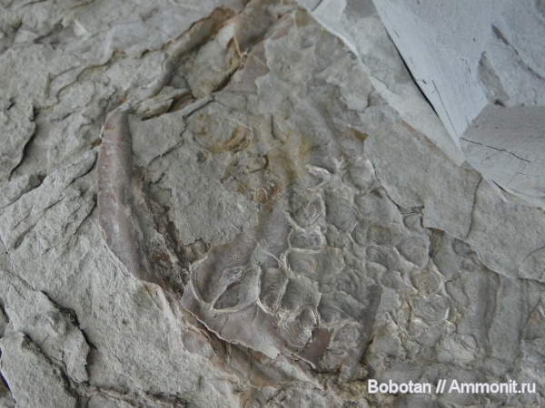 моллюски, мел, мезозой, Inoceramus, Ostreidae, обрастание, pseudoperna congesta