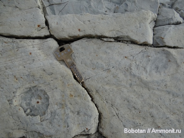 мел, мезозой, ихнофоссилии