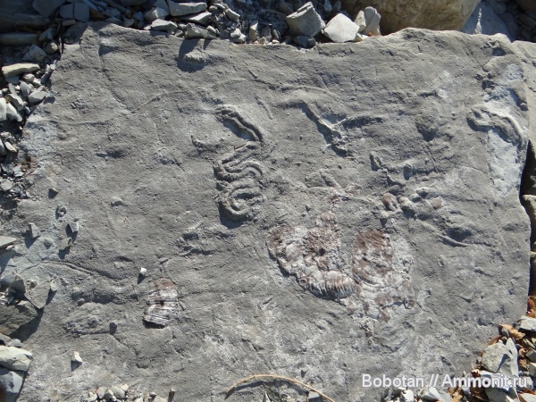 моллюски, мел, мезозой, двустворчатые моллюски, ихнофоссилии, Inoceramus, Scolicia