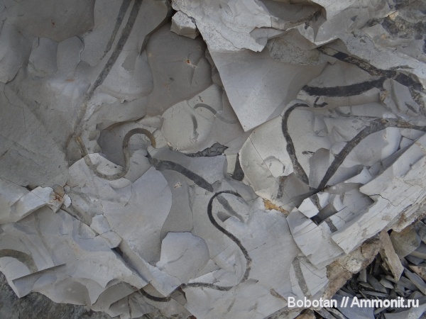 мел, мезозой, ихнофоссилии, Sinusichnus