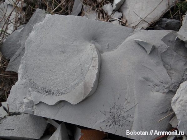 мел, мезозой, ихнофоссилии