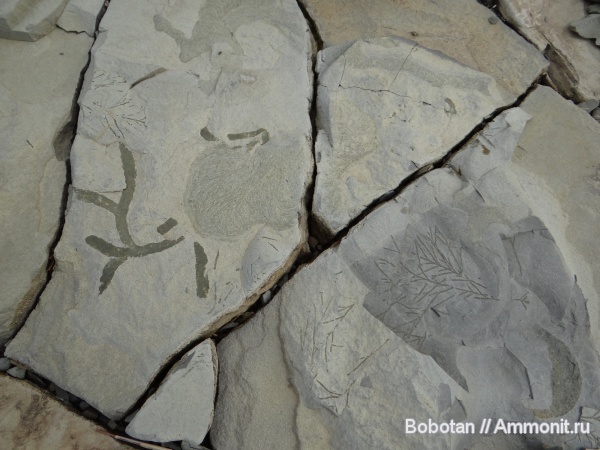 мел, мезозой, ихнофоссилии