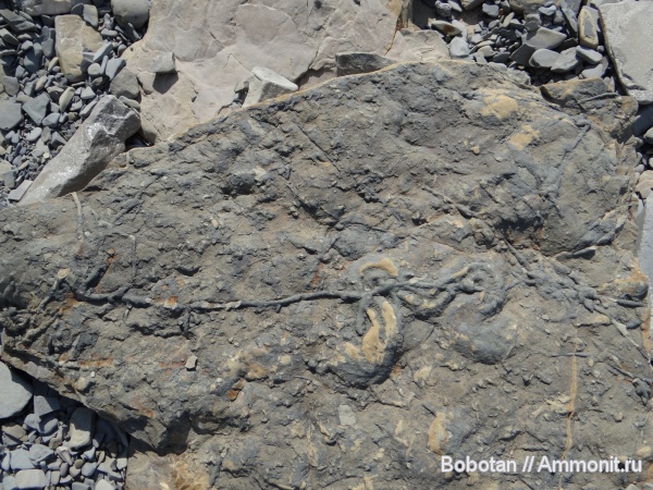 палеоген, ихнофоссилии, Thalassinoides, Scolicia