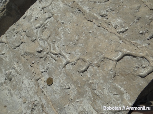 мел, мезозой, ихнофоссилии, Ophiomorpha