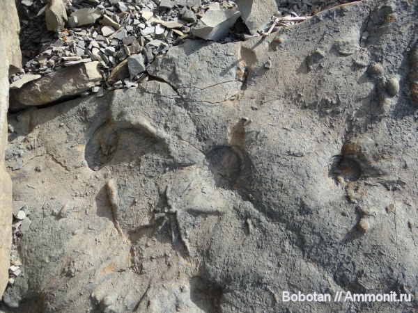 палеоцен, ихнофоссилии, Rhizocorallium