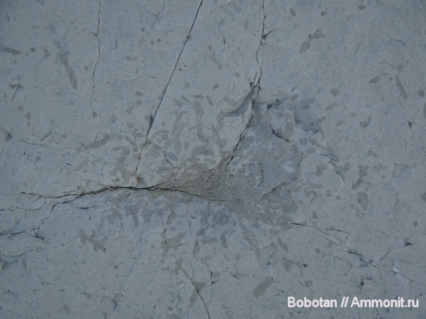 палеоген, ихнофоссилии, Phymatoderma