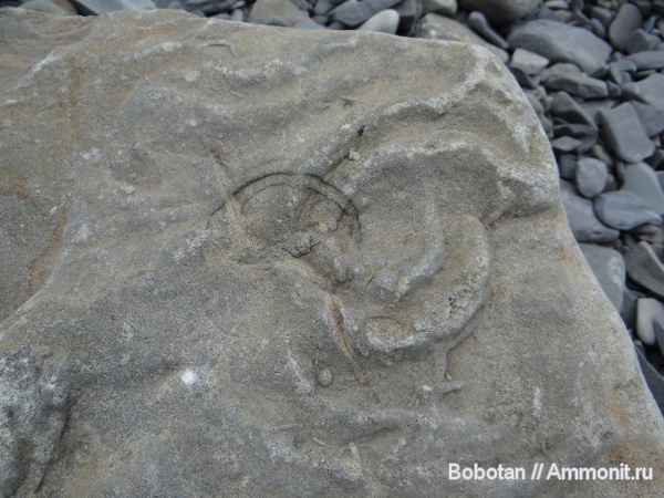 мел, мезозой, ихнофоссилии, Scolicia
