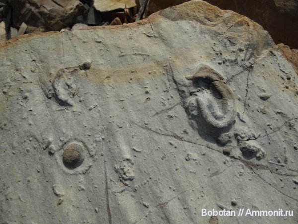 мел, мезозой, ихнофоссилии