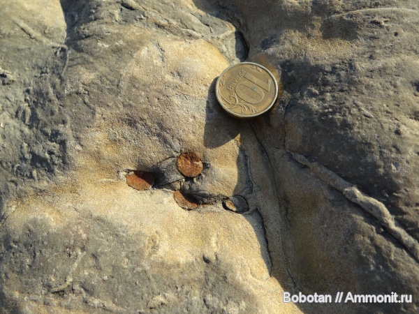 мел, мезозой, ихнофоссилии, Rhizocorallium