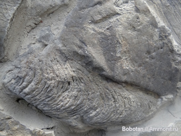 мел, мезозой, верхний мел, Rhizocorallium