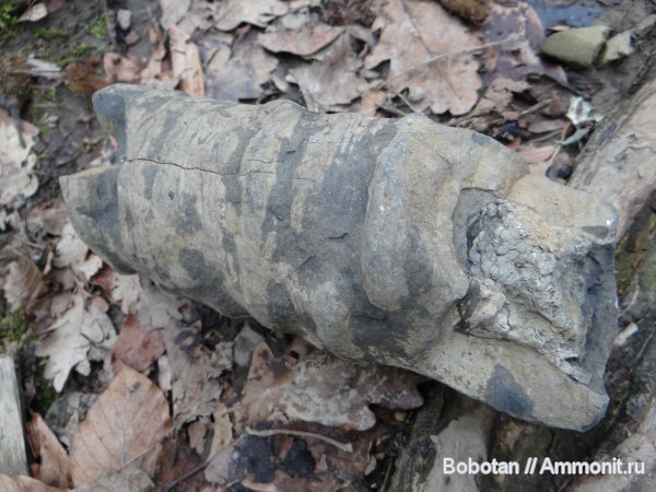 прямораковинные головоногие, Orthoceras