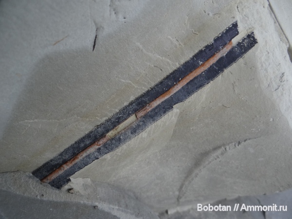 мел, мезозой, ихнофоссилии