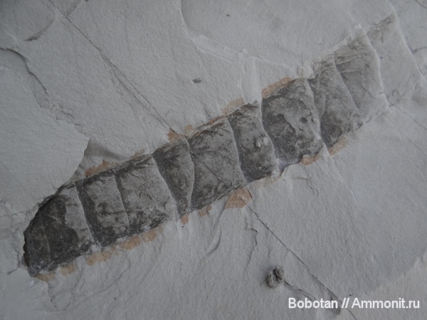 мел, мезозой, ихнофоссилии, Ophiomorpha