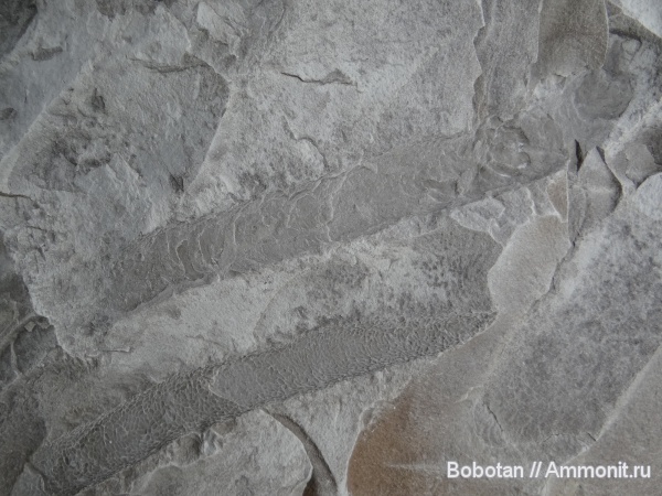 мел, мезозой, ихнофоссилии, Ophiomorpha