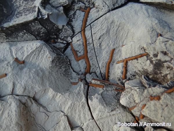 мел, мезозой, ихнофоссилии