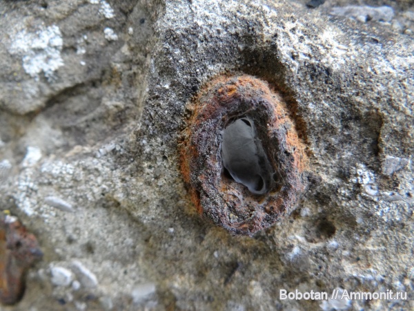 мел, мезозой, ризоконкреции