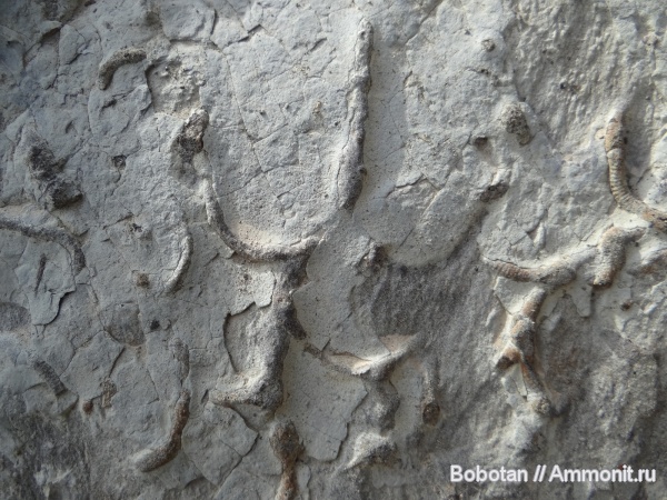 мел, мезозой, ихнофоссилии