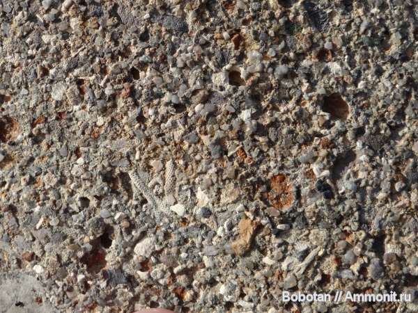 палеоген, мшанки