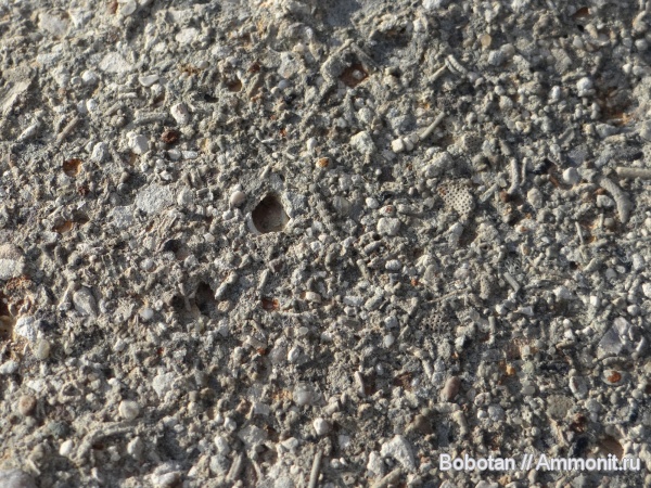 палеоген, мшанки, фораминиферы, Echinoidea