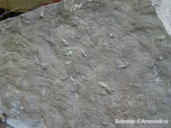 мел, мезозой, ихнофоссилии