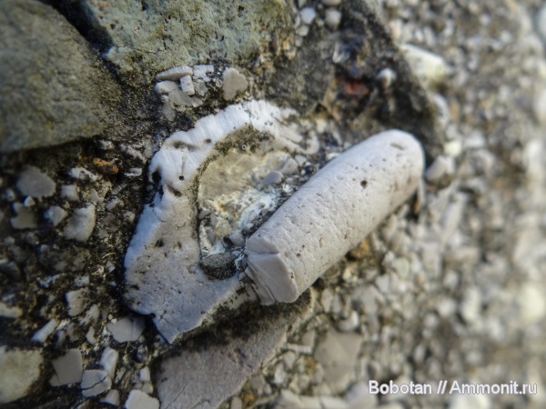 двустворчатые моллюски, Inoceramus