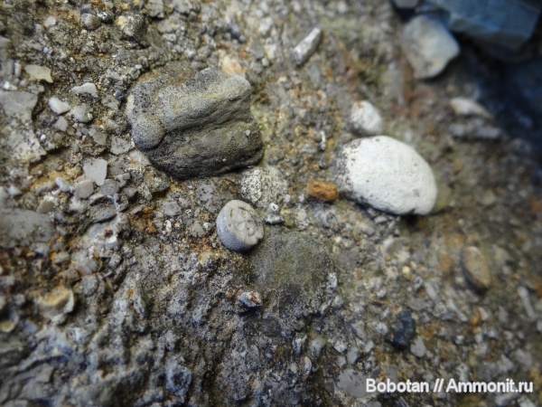 иглокожие, беспозвоночные