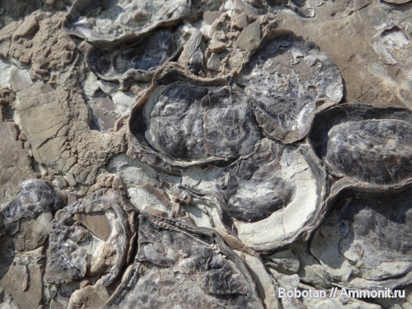 моллюски, мел, мезозой, устрицы, обрастание, иноцерамусы, pseudoperna congesta