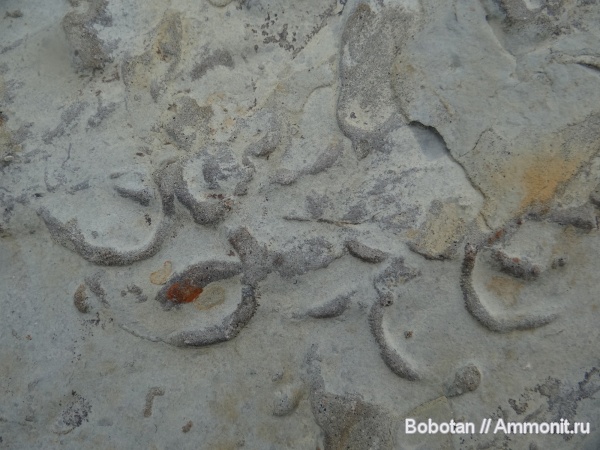 мел, мезозой, ихнофоссилии