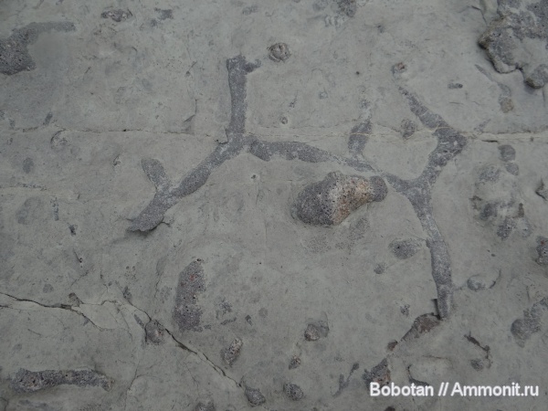 мел, мезозой, ихнофоссилии, Paleodictyon, Paleodictyon majus