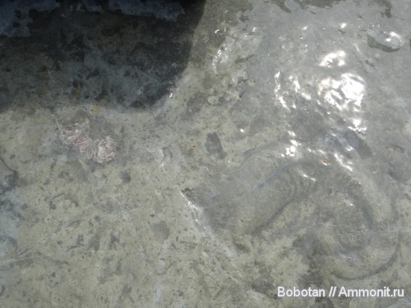 мел, мезозой, ихнофоссилии, Inoceramus, Laminites, Scolicia