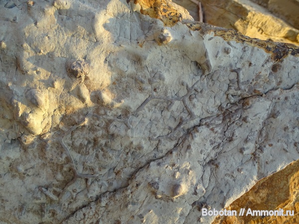 мел, мезозой, ихнофоссилии, Paleodictyon, Paleodictyon majus