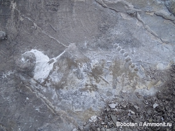 мел, мезозой, ихнофоссилии, Hormosiroidea florentina