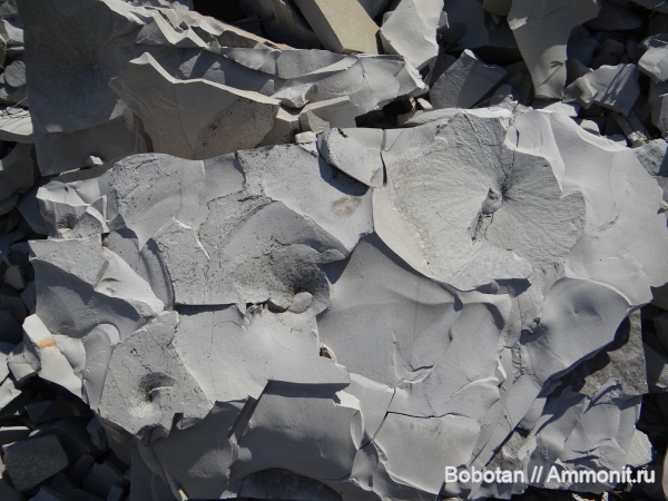 мел, мезозой, ихнофоссилии, Zoophycos