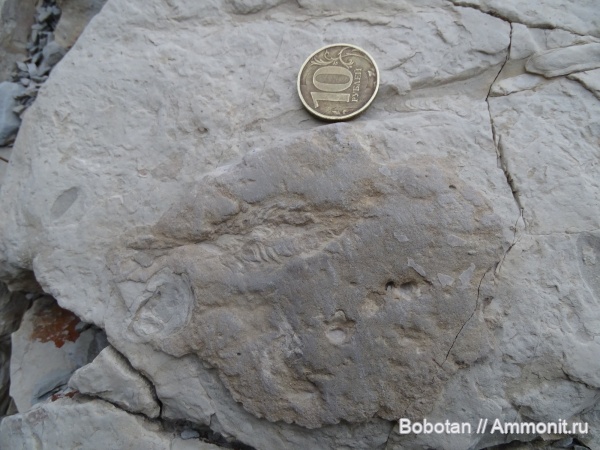 мел, мезозой, верхний мел