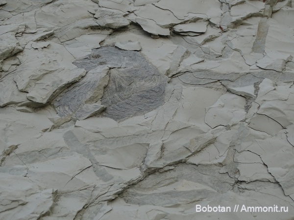 мел, мезозой, ихнофоссилии, Zoophycos, Ophiomorpha