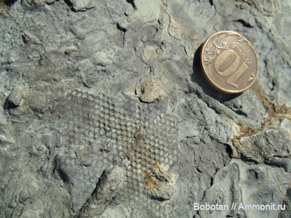 мел, мезозой, ихнофоссилии, Paleodictyon