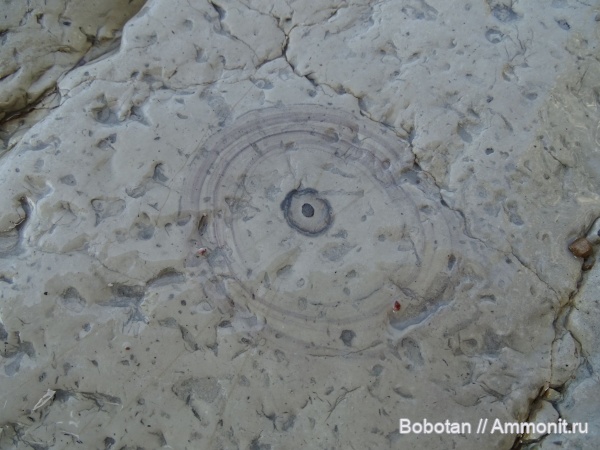 мел, мезозой, ихнофоссилии