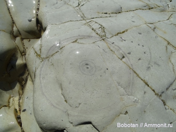 мел, мезозой, ихнофоссилии