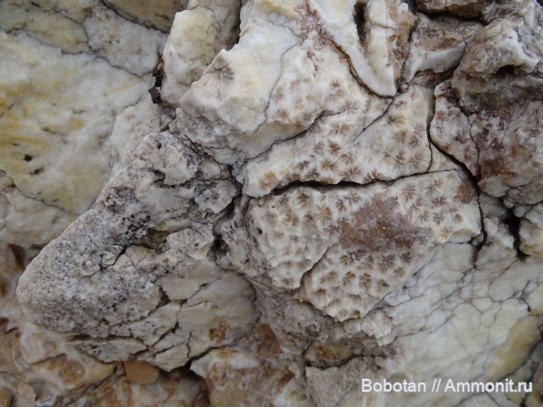 юра, верхняя юра, шестилучевые кораллы, Hexacoralla, гора Фишт