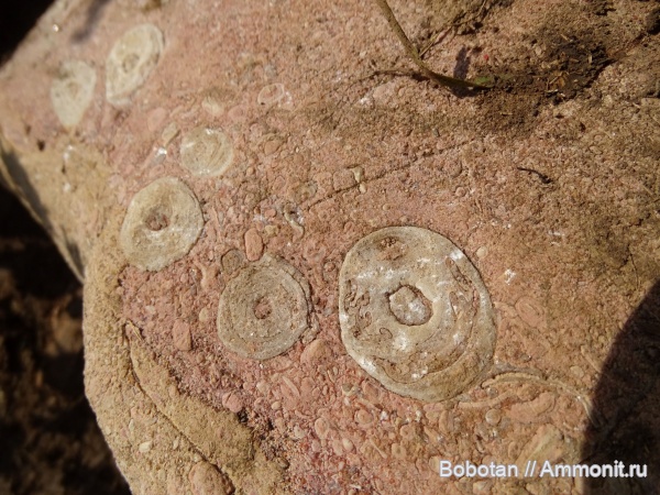 юра, верхняя юра, Nerineidae, гора Фишт