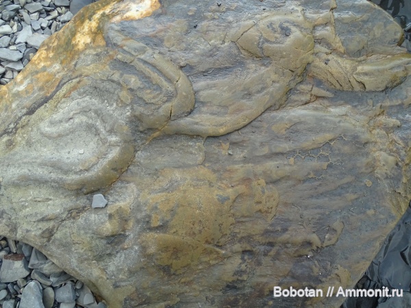 мел, мезозой, ихнофоссилии, Scolicia, Рaleodictyon