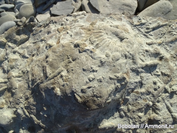 мел, мезозой, ихнофоссилии, Stelloglyphus